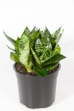 Side view of a snake plant rosette