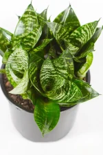 Multiple growth of a snake plant rosette in 15cm
