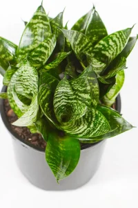Multiple growth of a snake plant rosette in 15cm