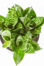 top view of a snake plant rosette with compact gorwth