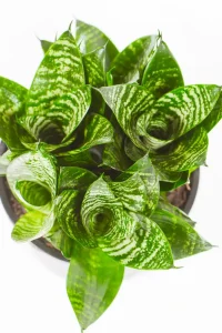 top view of a snake plant rosette with compact gorwth