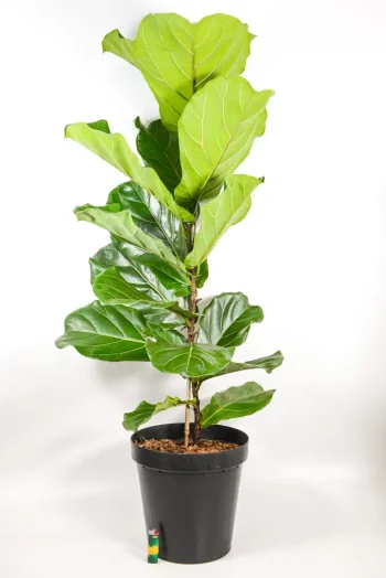 XL Ficus Lyrata on a white surface