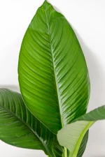 Close up of dark green large leaf of Xl Peace Lily Sensation