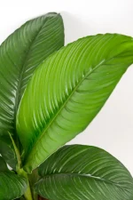 Large green leaf if XL Peace Lily Sensation