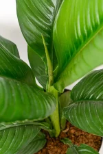 Close up of new leaf emerging in XL Peace Lily Sensation