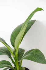 Side view of large leaf of Xl Peace Lily sensation