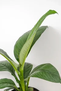 Side view of large leaf of Xl Peace Lily sensation