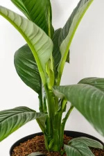 Close up of XL Peace Lily Sensation in 30cm pot