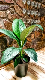 Close up of Xl peace lily sensation with rock wall behind