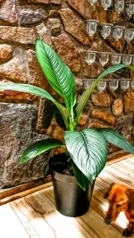 Xl Peace Lily Sensation infrom of rock wall