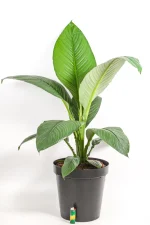 Tall XL peace lily sensation 90cm indoor plant