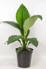 Tall peace lily 90cm indoor plant
