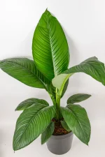 Full view from Large Peace lily in black pot