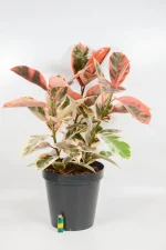 X Rubber Tree in black large pot