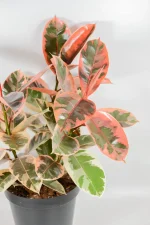 XL Ficus Belize Rubber tree with multiple stems