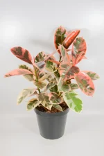 Full view of a XL Rubber tree with bright pink leaves