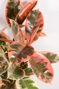 Close up of pink variegation and deep green on a rubber tree belize