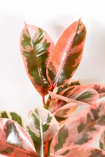 New leaf emerging on a Ficus Elastic Belize