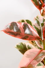 Sige new leaf of XL Rubber Tree with bright pink and red