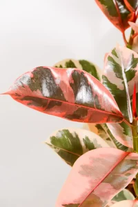 Sige new leaf of XL Rubber Tree with bright pink and red