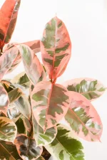 Side view of single stem of Rubber tree belize