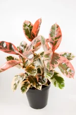 Ful pot of Rubber tree belize with multiple stems