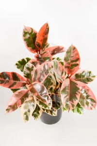 Top view of Ficus Belize rubber tree showing 3 tall stems and bright pink leaves