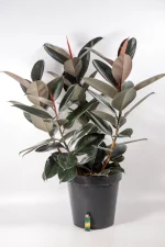 XL Rubber Tree Abidjan in 30cm pot