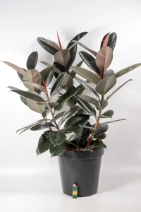 XL Rubber Tree Abidjan in 30cm pot