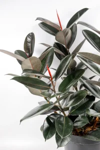 Side view of multistem Rubber tree abidjan with near black leaves