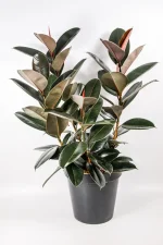 Burgundy Ficus elastica foliage