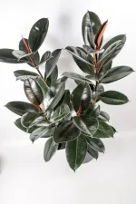 Top view of a XL Rubber Tree Abidjan with multiple stems
