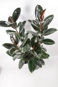 Top view of a XL Rubber Tree Abidjan with multiple stems