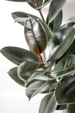Close up of Ficus Abijdan with near black leaves