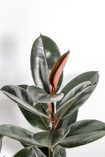 CLose up of new leaf emerging with burgandy underside of a Rubber tree abidjan