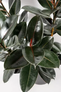 Multiple dark green black leaves of Ficus Elastica abidjan