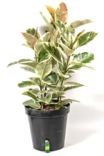 Full pot of a Rubber tree Tineke with multiple stems
