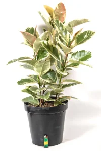 Full pot of a Rubber tree Tineke with multiple stems
