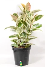 Rubber Tree Tineke with three stems in black pot