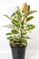 Front view of multi-stemmed XL Ficus Tineke