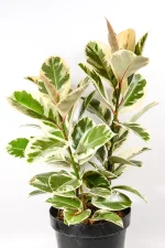 Close up of a Ficus Elastica Tineke