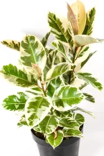 Top view of a Rubber Tree Tineke with multiple stems