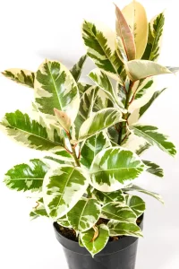 Top view of a Rubber Tree Tineke with multiple stems