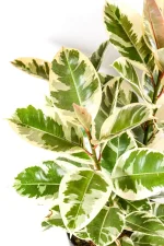 Single stem with bright leaves of a ficus tineke