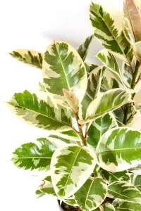 Single stem with bright leaves of a ficus tineke