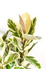 Side view of white variegation on a ficus tineke