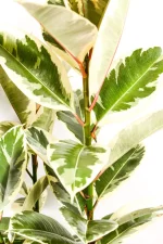 CLose up of leaves of a Ficus Tineke