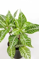 Top view of a zebra plant in with white veining