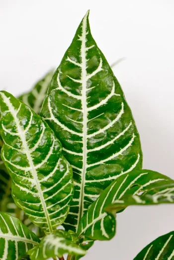 Close up pic of a zebra plant leaves with thick white veining.