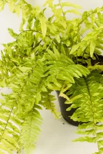 CLose up of Boston Fern Ritas Gold with green and gold splashed